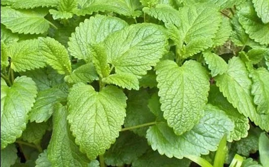 Lemon Balm Extract ingredient